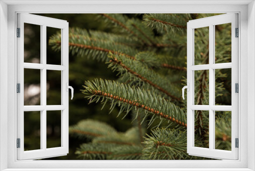 Fototapeta Naklejka Na Ścianę Okno 3D - Close-up of green spruce branch. Tree in forest. Beautiful nature. White cloudy sky.