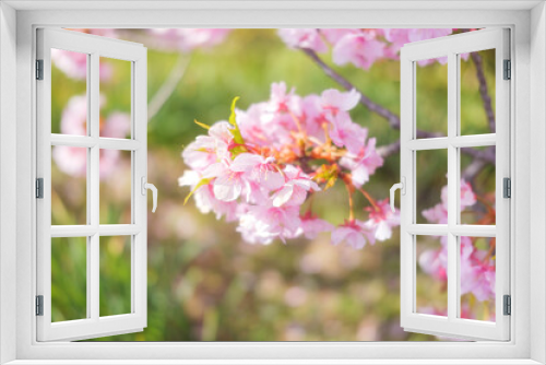 Fototapeta Naklejka Na Ścianę Okno 3D - Cherry blossom petals swaying in the breeze in the spring sunshine