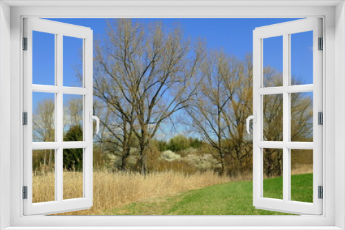 Fototapeta Naklejka Na Ścianę Okno 3D - schönes Biotop mit Bäumen, Schilf und grüner Wiese unter blauem Himmel im Frühling