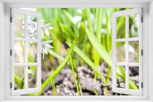 Fototapeta Naklejka Na Ścianę Okno 3D - Spring white flowers on green grass.
