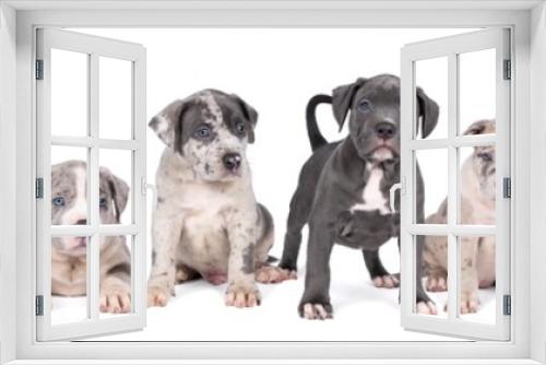 Fototapeta Naklejka Na Ścianę Okno 3D - Panorama of a group of purebred American Bully or Bulldog puppies, siblings with blue and white fur isolated on a white background