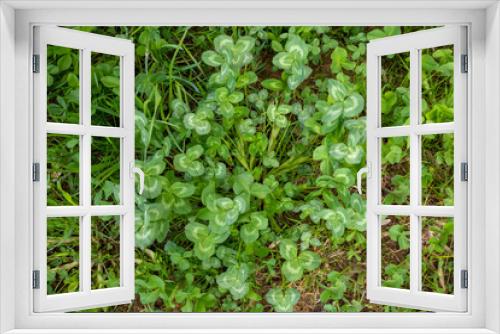 Fototapeta Naklejka Na Ścianę Okno 3D - Green background of the four-leaf clover plant. An Irish traditional symbol. St. Patrick's Day