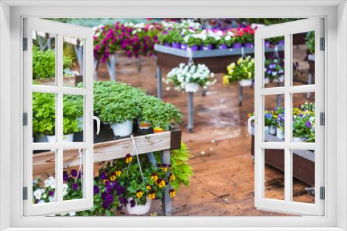 Fototapeta Naklejka Na Ścianę Okno 3D - Close up of beautiful parsley green plants and spring pansies flowers for sale at a garden center