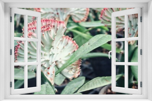 Fototapeta Naklejka Na Ścianę Okno 3D - Beautiful of cactus plant tropical flower mexican