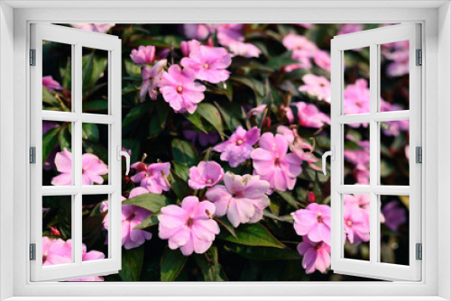 Fototapeta Naklejka Na Ścianę Okno 3D - Beautiful pink impatiens flowers blossom in a garden, Spring season, Nature background