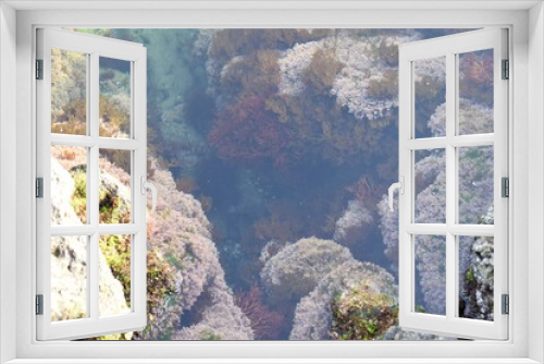 Fototapeta Naklejka Na Ścianę Okno 3D - 透き通る海、海中の草、海藻 岩の海