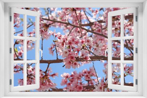 Fototapeta Naklejka Na Ścianę Okno 3D - 봄날의 벚나무에 달린 벚꽃