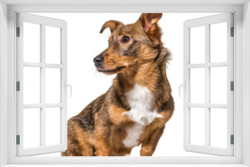 Fototapeta Naklejka Na Ścianę Okno 3D - Side view on a isolated Crossbreed dog sitting and looking away