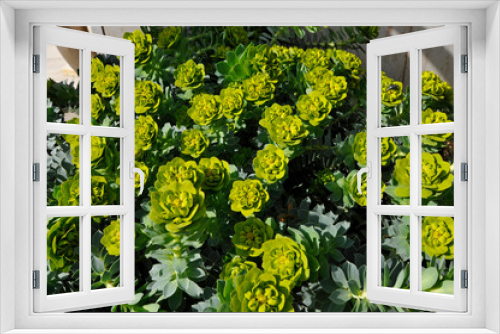 Fototapeta Naklejka Na Ścianę Okno 3D - grüne bodendecker