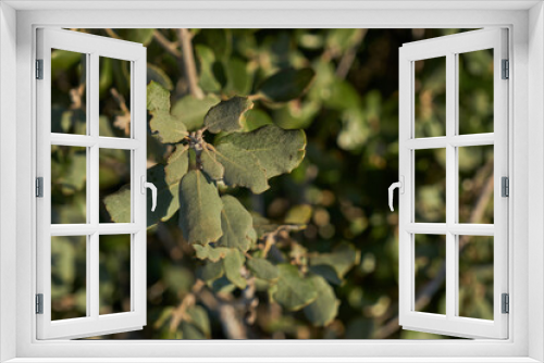 Fototapeta Naklejka Na Ścianę Okno 3D - Holm oak green foliage