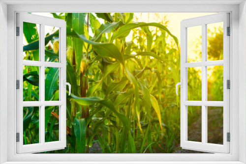 Fototapeta Naklejka Na Ścianę Okno 3D - corn field in sunset