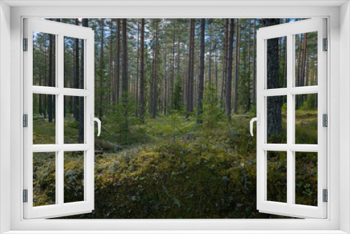 Fototapeta Naklejka Na Ścianę Okno 3D - Pine tree forest landscape and natural mossy boulders