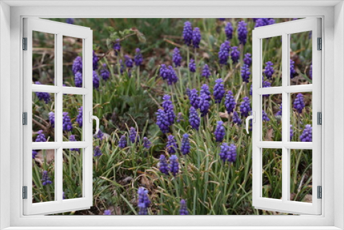 Fototapeta Naklejka Na Ścianę Okno 3D - Muscari, Grape Hyacinth blue flowers on sunny spring day