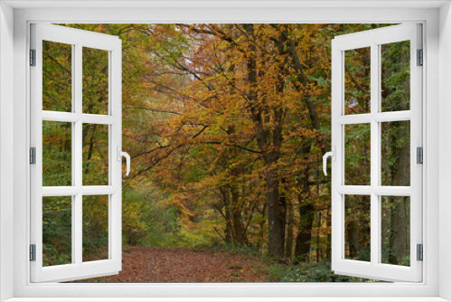 Fototapeta Naklejka Na Ścianę Okno 3D - Weg durch den farbenfrohen Herbstwald