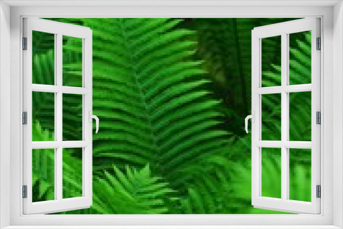 Fototapeta Naklejka Na Ścianę Okno 3D - Pouring sapling close-up. Fern bush. Leafing a sapling in the forest. tropical green leaves. bright fern leaves.