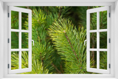 Fototapeta Naklejka Na Ścianę Okno 3D - Natural vertical background or wallpaper of green spruce branches and spruce needles. Evergreen tree