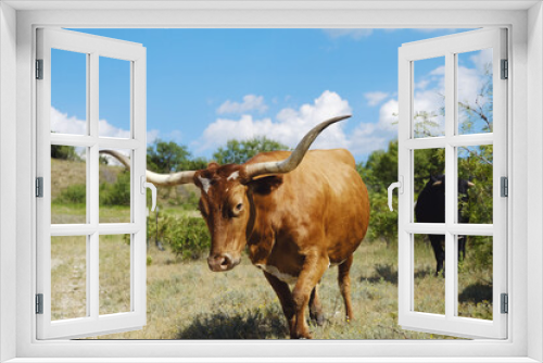 Fototapeta Naklejka Na Ścianę Okno 3D - Texas longhorn cow in the summer field with bright sky background.