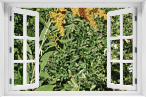 Fototapeta Naklejka Na Ścianę Okno 3D - giant goldenrod in bloom