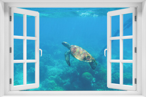 Fototapeta Naklejka Na Ścianę Okno 3D - Sea turtle swimming photo. Tropical seashore diving banner template. Summer vacation travel card. Marine animal in natural environment. Olive green turtle undersea in coral reef. Oceanic nature