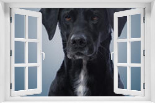 Fototapeta Naklejka Na Ścianę Okno 3D - Portrait of black dog in studio. Labrador retreiver and german short hair pointer