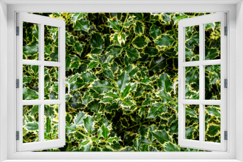 Fototapeta Naklejka Na Ścianę Okno 3D - Autumn Foliage of an Ornamental Holly Tree. Christmas holly ilex aquifolium. Graceful border leaves as background for New Year concept. Selective focus. Patterned leaves, Nature concept for design