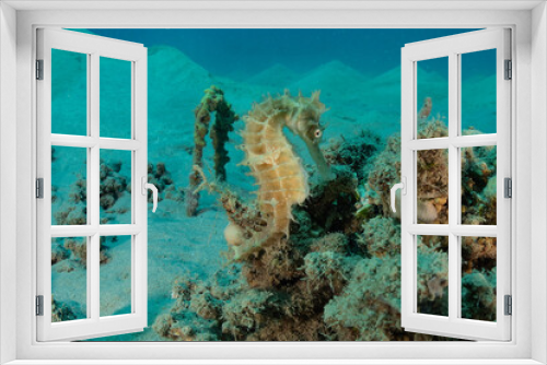 Fototapeta Naklejka Na Ścianę Okno 3D - Hippocampus Sea ​​horse in the Red Sea Colorful and beautiful, Eilat Israel
