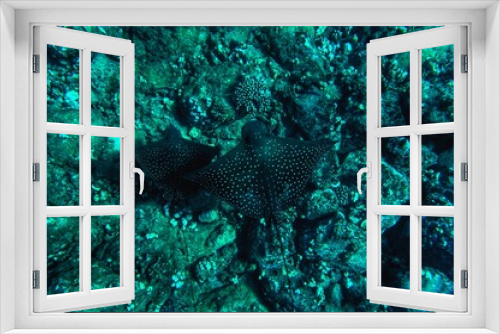Fototapeta Naklejka Na Ścianę Okno 3D - Swimming with Spotted Eagle Rays in Hawaii 
