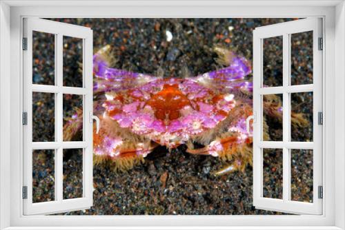 Fototapeta Naklejka Na Ścianę Okno 3D - A rare small crab - Lophozozymus incisus. Underwater macro world of Tulamben, Bali, Indonesia.