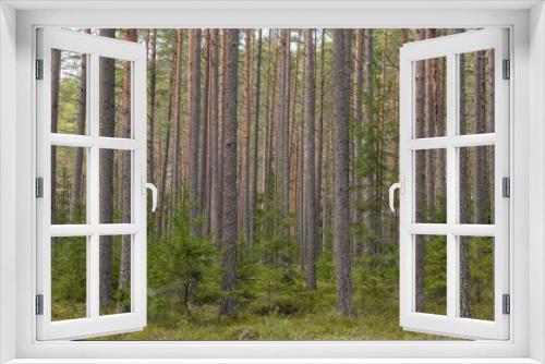 Fototapeta Naklejka Na Ścianę Okno 3D - Pine tree landscape  . Forest therapy and stress relief forest.