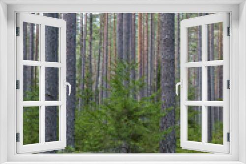Fototapeta Naklejka Na Ścianę Okno 3D - Pine tree landscape  . Forest therapy and stress relief forest.