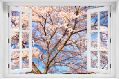 Fototapeta Naklejka Na Ścianę Okno 3D - pink cherry tree in spring