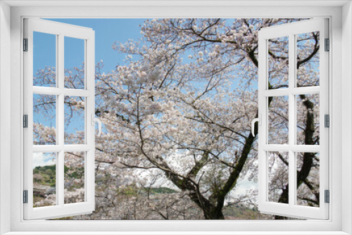 Fototapeta Naklejka Na Ścianę Okno 3D - 神奈川県の桜名所の一つである山北町の桜