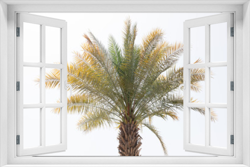 Fototapeta Naklejka Na Ścianę Okno 3D - Palmen 