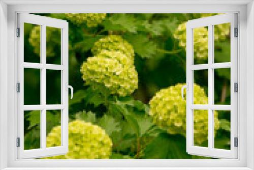 Fototapeta Naklejka Na Ścianę Okno 3D - Blooming viburnum buldenezh. Green color