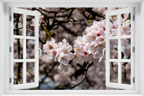 Fototapeta Naklejka Na Ścianę Okno 3D - Japanischer Kirschblütenzauber