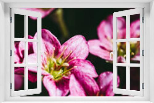 Fototapeta Naklejka Na Ścianę Okno 3D - Close up sur les fleurs d'un saxifage rose dans le jardin avec la lumière du soleil