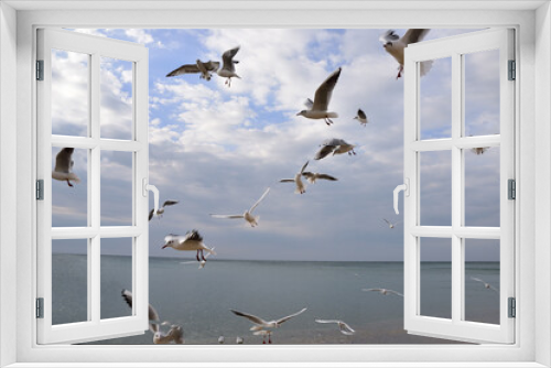 Fototapeta Naklejka Na Ścianę Okno 3D - Blue sky, gray clouds and there are absolutely no waves on the sea. Everything is full of calmness and the seagulls confirm this. They just circle around the place where they are fed.