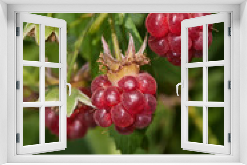 Fototapeta Naklejka Na Ścianę Okno 3D - Red Raspberry (Rubus idaeus) in orchard