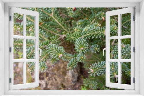 Fototapeta Naklejka Na Ścianę Okno 3D - Korean fir coniferous tree branches