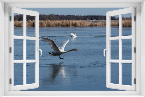 Fototapeta Naklejka Na Ścianę Okno 3D - Mute Swan in flight