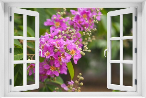 Fototapeta Naklejka Na Ścianę Okno 3D - Bungor, Lagerstroemia floribunda Jack ex Blume violet flower tree in garden nature background