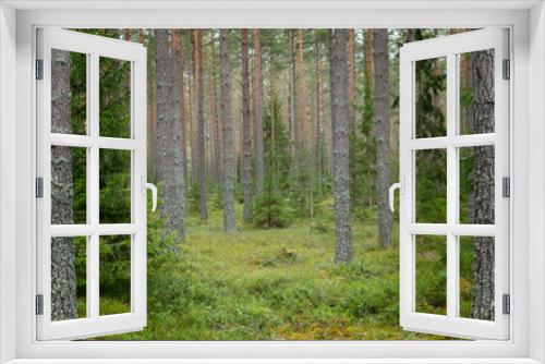 Fototapeta Naklejka Na Ścianę Okno 3D - Pine tree  forest landscape. Forest therapy and stress relief.