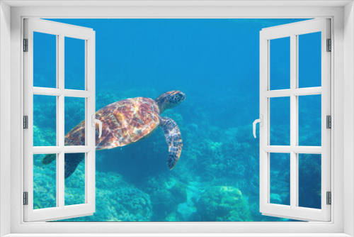 Fototapeta Naklejka Na Ścianę Okno 3D - Sea turtle swimming in blue water. Cute sea turtle in blue water of tropical sea. Green turtle underwater photo. Wild marine animal in natural environment. Endangered species of coral reef.
