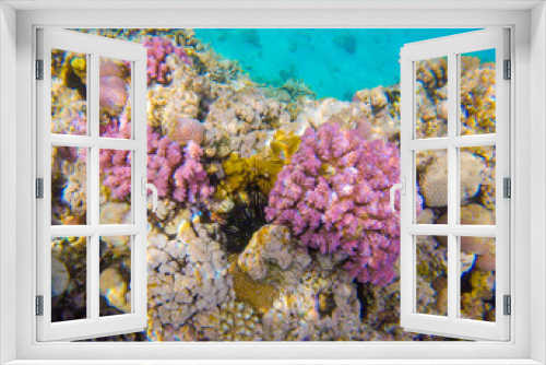 Fototapeta Naklejka Na Ścianę Okno 3D - 
variety of colors and shapes of corals in the red sea
