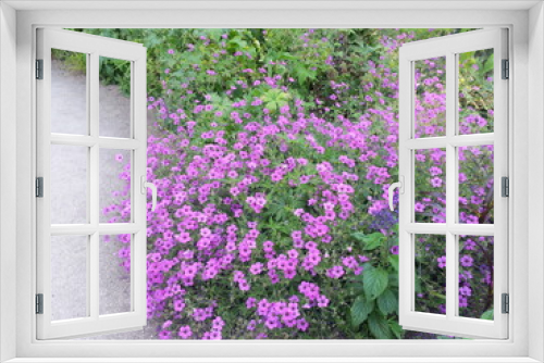 Fototapeta Naklejka Na Ścianę Okno 3D - Oxford Botanic Garden