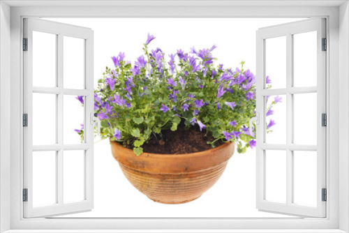 Fototapeta Naklejka Na Ścianę Okno 3D - Campanula plant in a pot