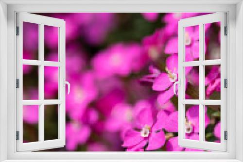 Fototapeta Naklejka Na Ścianę Okno 3D - 鮮やかなピンクのシレネ・カロリニアナ