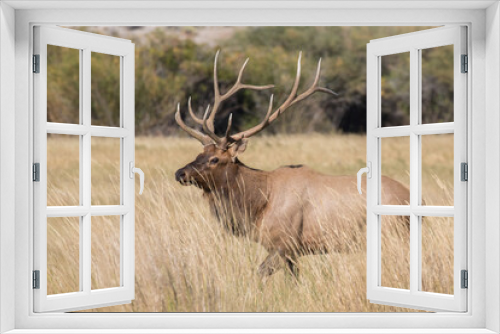 Fototapeta Naklejka Na Ścianę Okno 3D - Bull Elk in Idaho