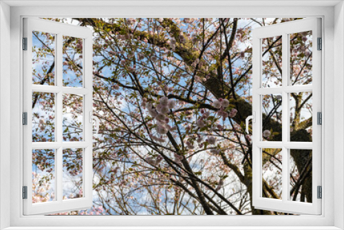 Fototapeta Naklejka Na Ścianę Okno 3D - 林業試験場樹木公園の一葉　イチヨウ　桜