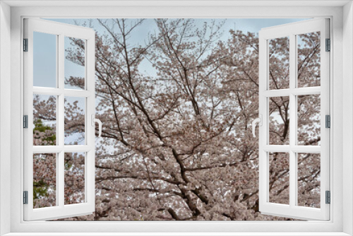 Fototapeta Naklejka Na Ścianę Okno 3D - 奈良の桜